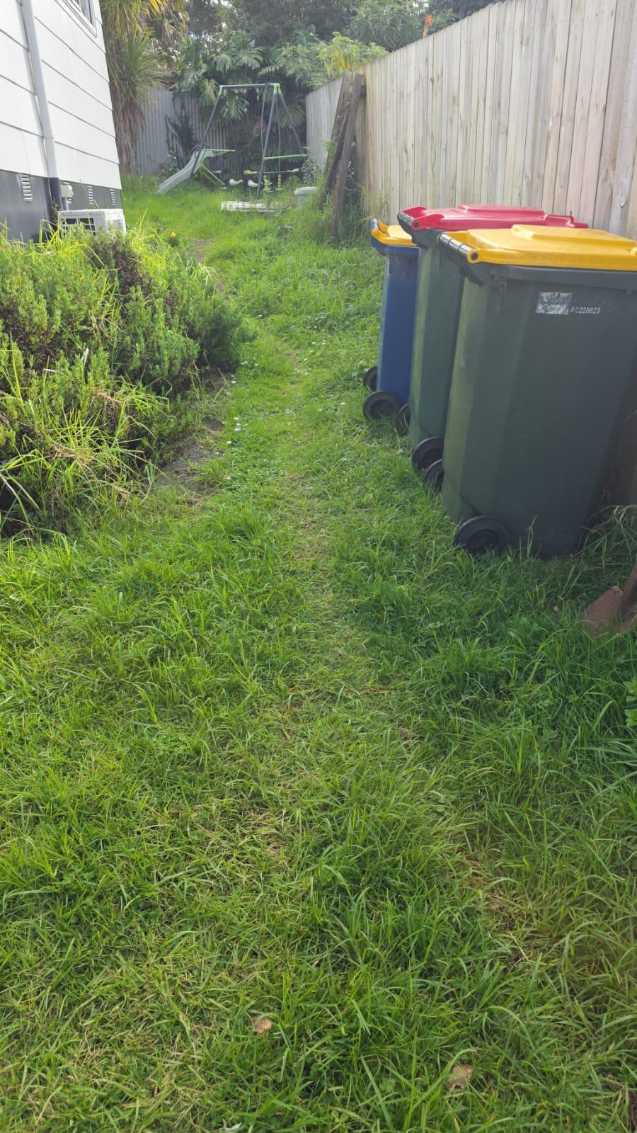Overgrown Hedge Before Professional Trimming in Auckland